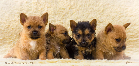 Cachorros Norwich Terrier de Winnie´s pups